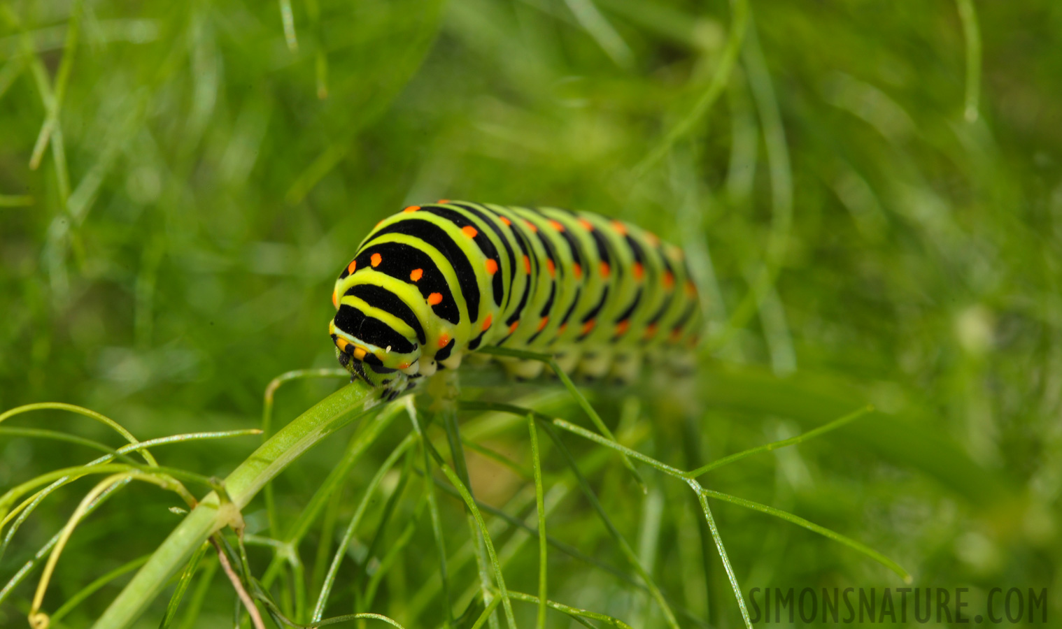 Papilio machaon machaon [105 mm, 1/100 sec at f / 20, ISO 400]